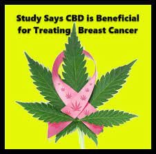 CBD beneficial for breast cancer treatment