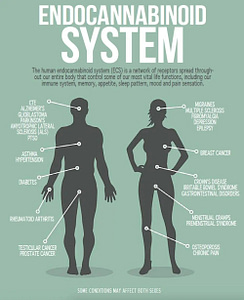 Visual of the endocannabinoid system