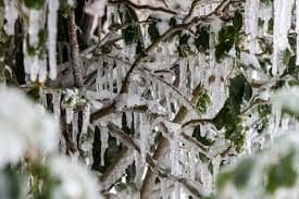 Icicles on a tree