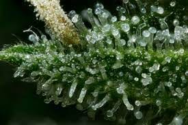 image of trichomes on cannabis