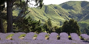 Hemp-derived CBD topicals lavender image