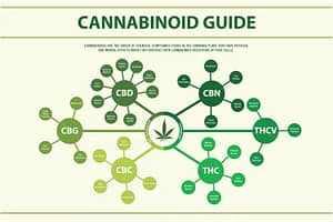 Cannabinoid guide infographic