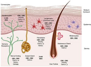 Image of CB receptors in the skin
